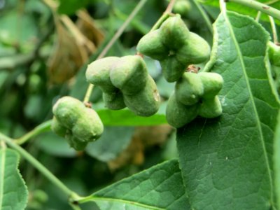 20140704Euonymus_europaeus