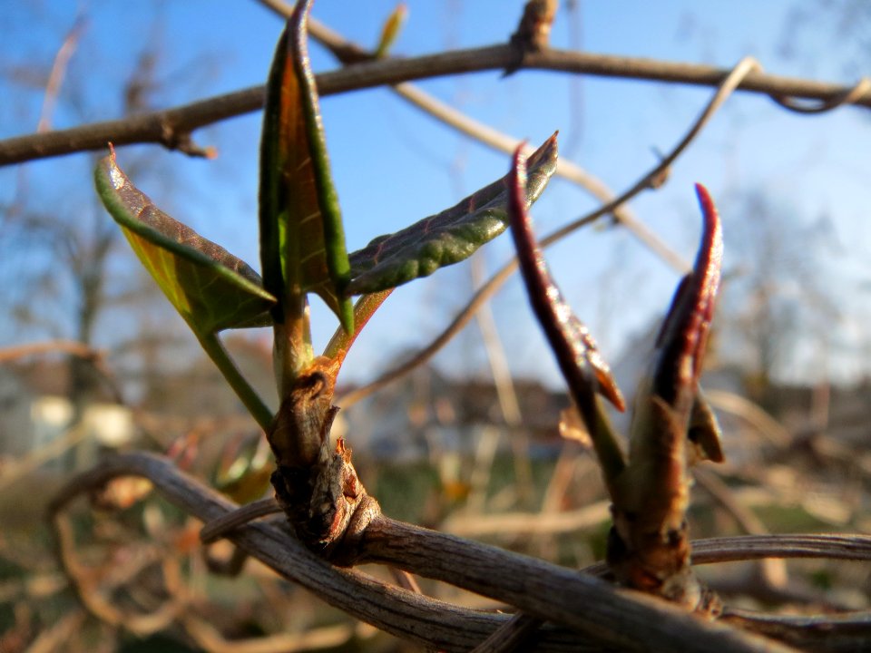 20140308Fallopia_baldschuanica1