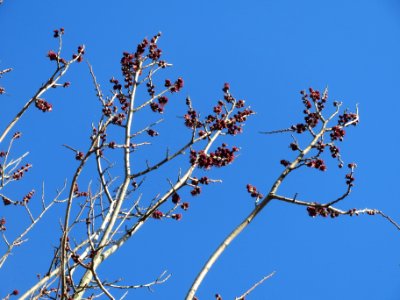 20140217Ulmus_minor13