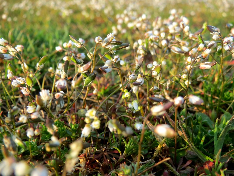 20140308Draba_verna3