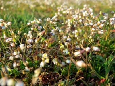 20140308Draba_verna3