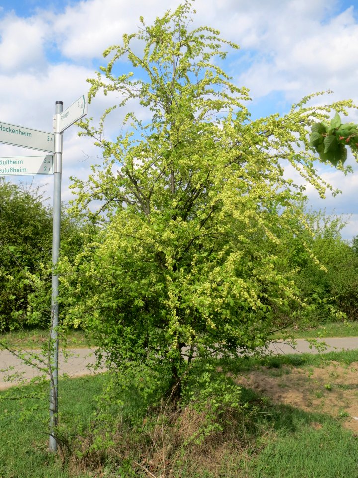 20140409Ulmus_minor1