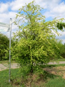 20140409Ulmus_minor1