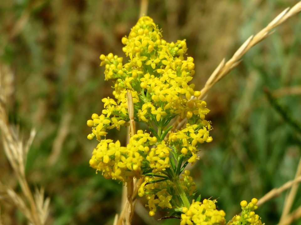 20140704Galium_verum