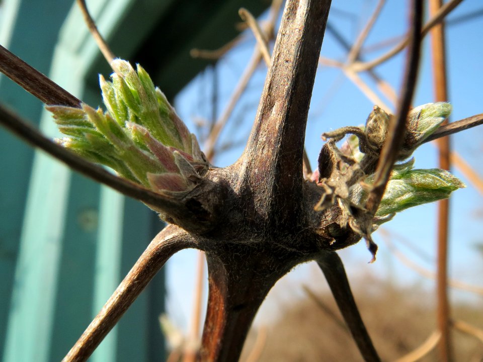 20140308Clematis_vitalba5