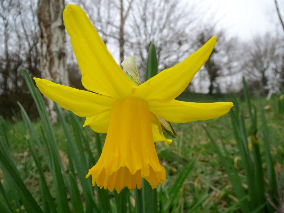 20140226Narcissus_pseudonarcissus1