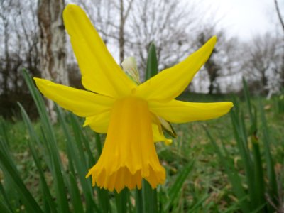 20140226Narcissus_pseudonarcissus1