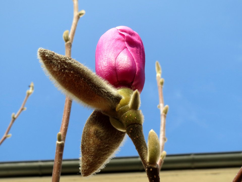 20140308Magnolie_Hockenheim2