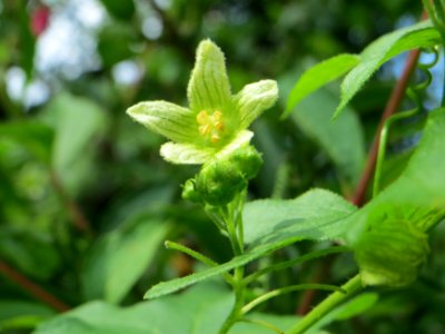 20140711Bryonia_dioica3