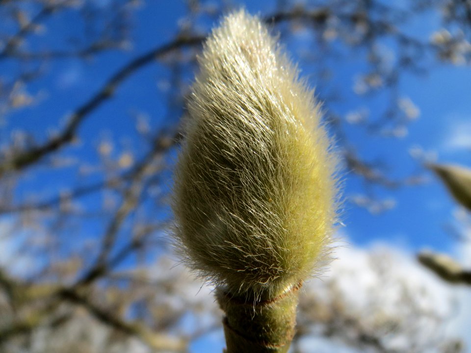 20140220Magnolia_×_soulangeana2