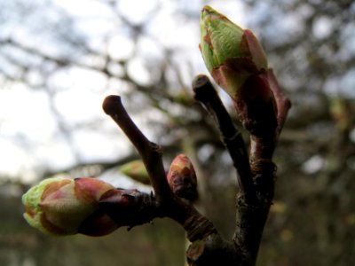 20140225Crataegus_monogyna2