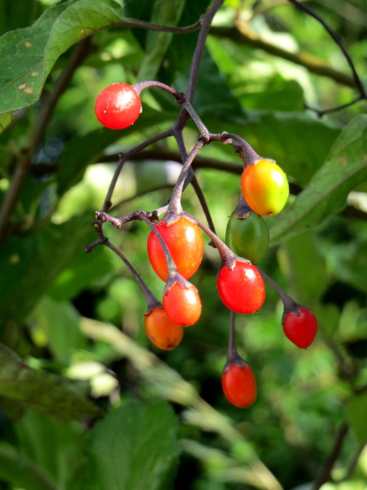 20140706Solanum_dulcamara2
