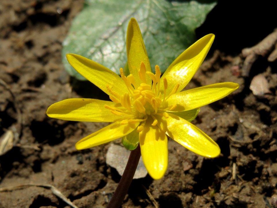20140224Ficaria_verna3