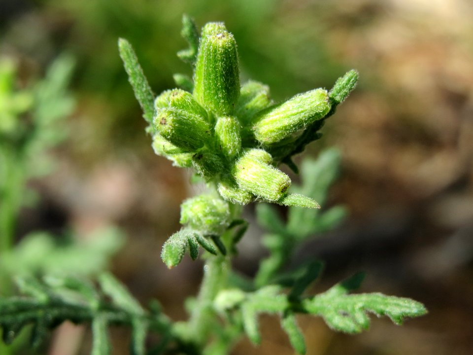 20140703Senecio_sylvaticus12