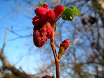 20140307Ribes_sanguineum2