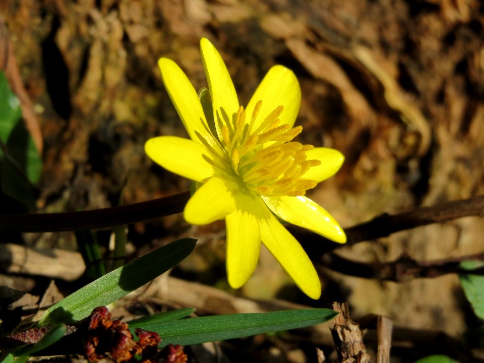 20140224Ficaria_verna2