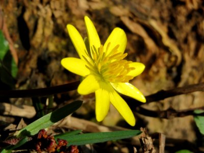 20140224Ficaria_verna2