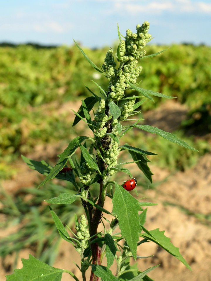 20140701Chenopodium_album2