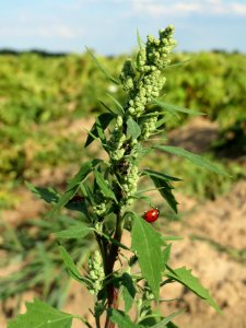 20140701Chenopodium_album2