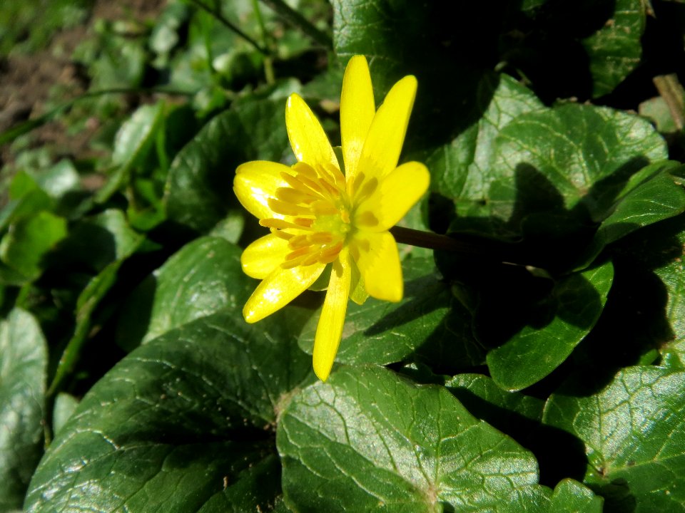 20140224Ficaria_verna1