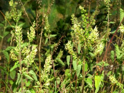 20140703Teucrium_scorodonia