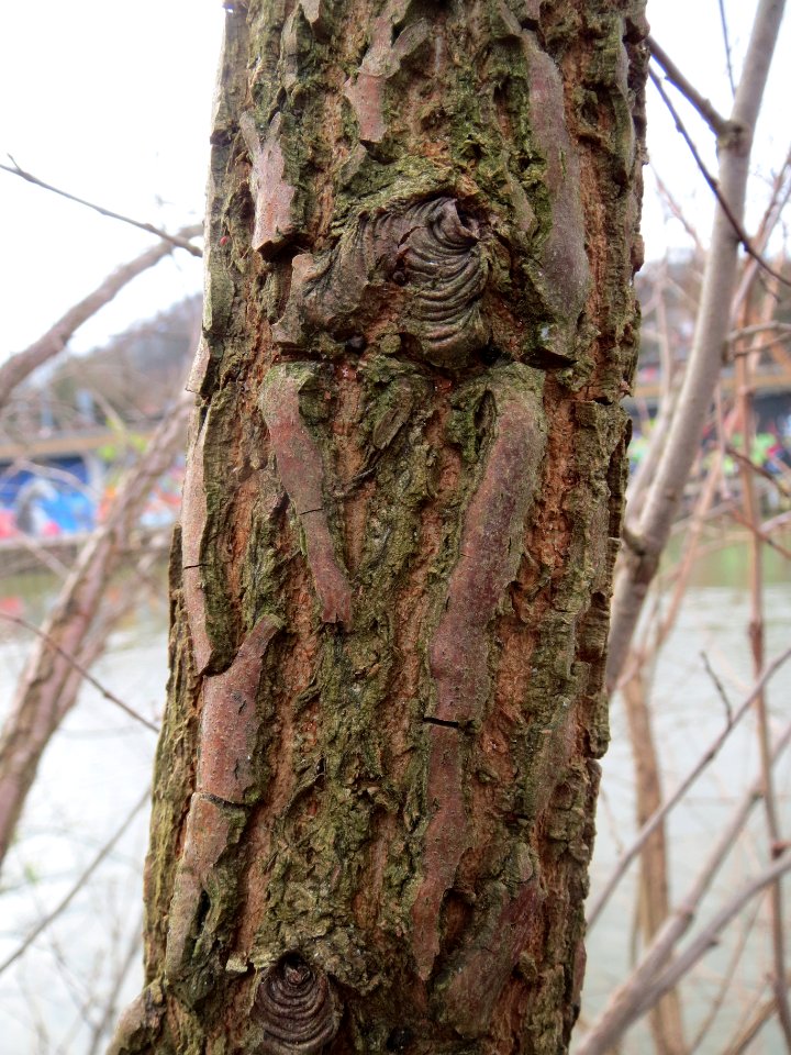 20140225Ulme_Staden2