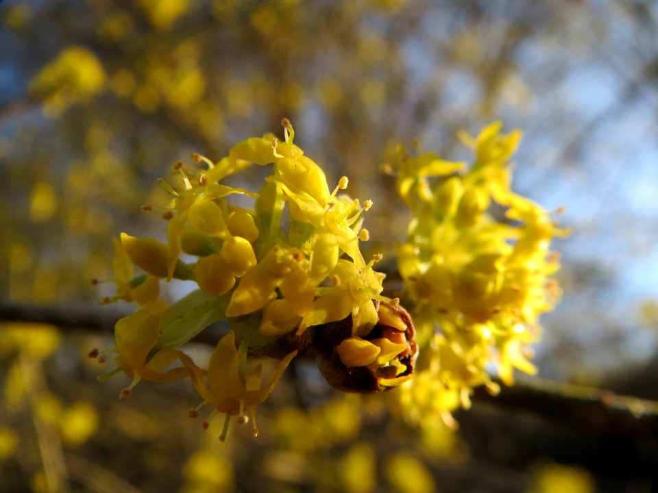 20140224Cornus_mas2