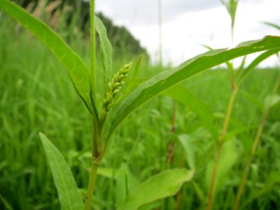 20140705Persicaria_lapathifolia4