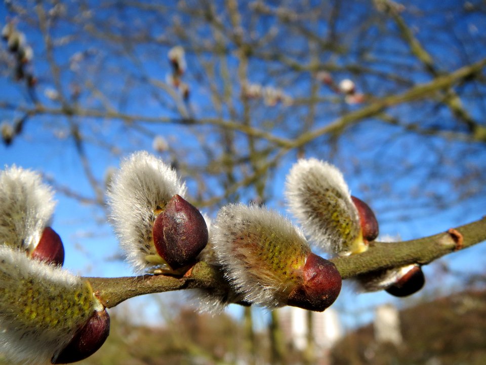 20140224Salix_caprea3