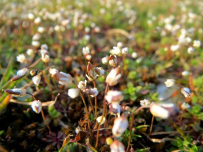 20140308Draba_verna4