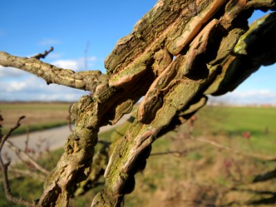 20140217Ulmus_minor08