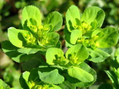 20140224Euphorbia_helioscopia2