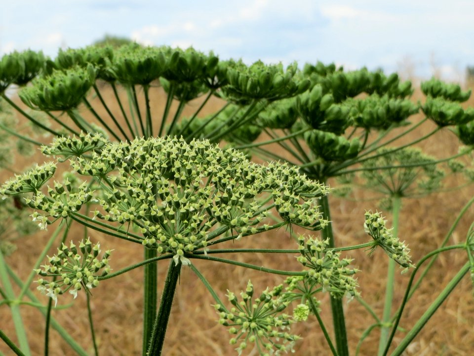 20140706Heracleum_sphondylium1