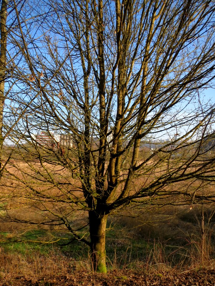 20140311Acer_campestre1