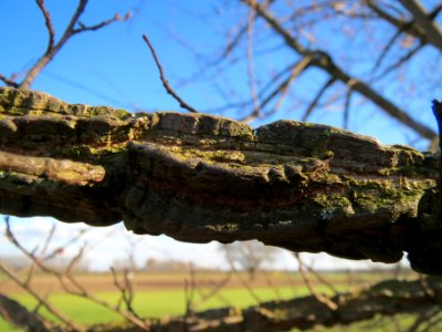 20140217Ulmus_minor06