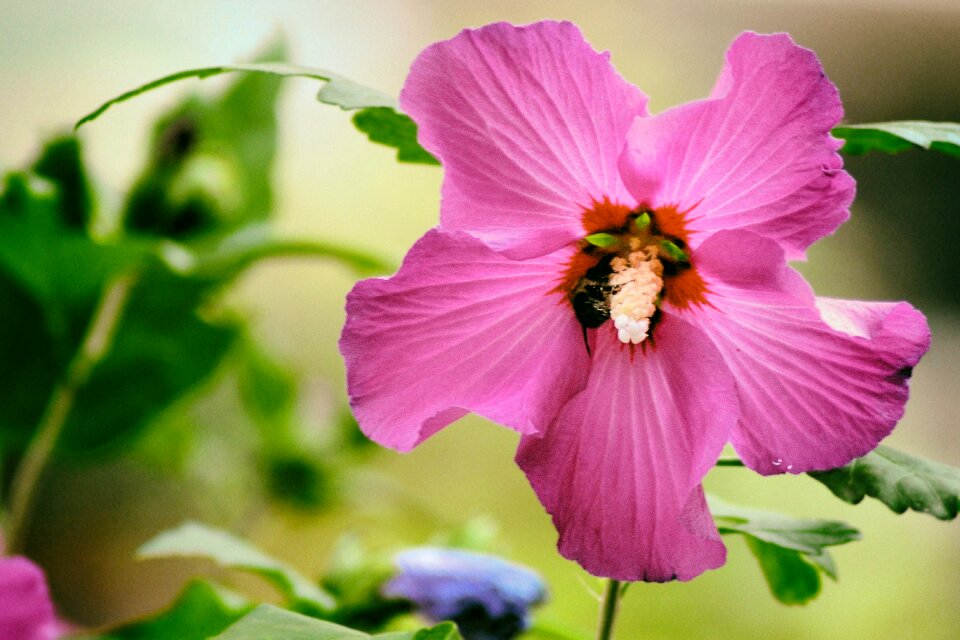 Bloom garden pink flower
