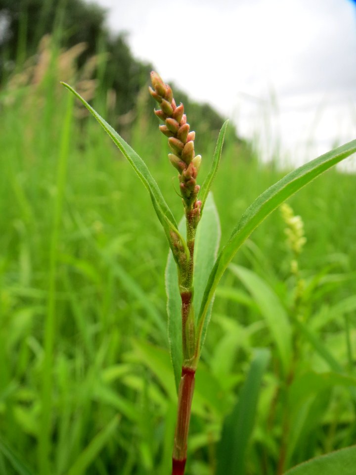 20140705Persicaria_lapathifolia6