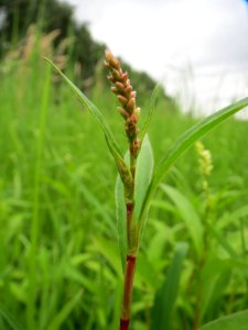 20140705Persicaria_lapathifolia6