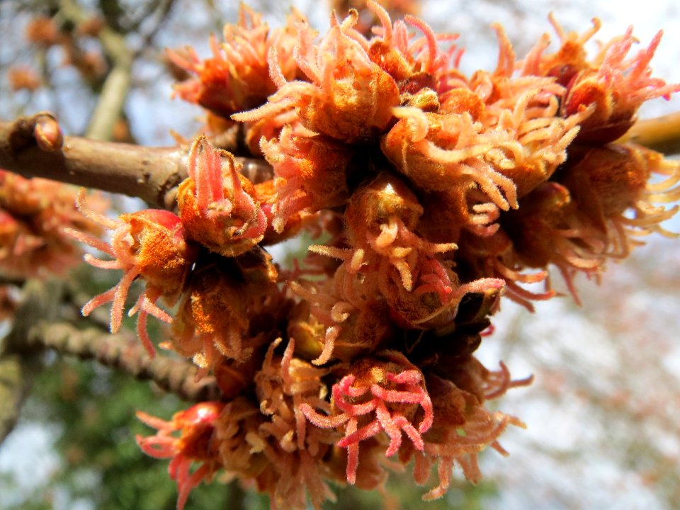 20140225Acer_saccharinum2