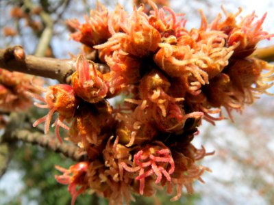 20140225Acer_saccharinum2