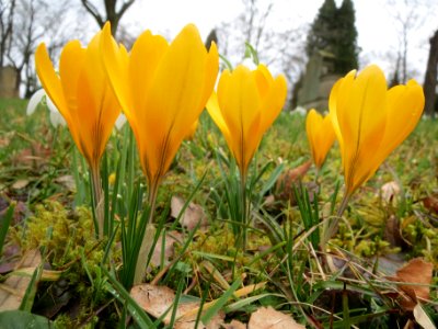 20140223Crocus_chrysanthus