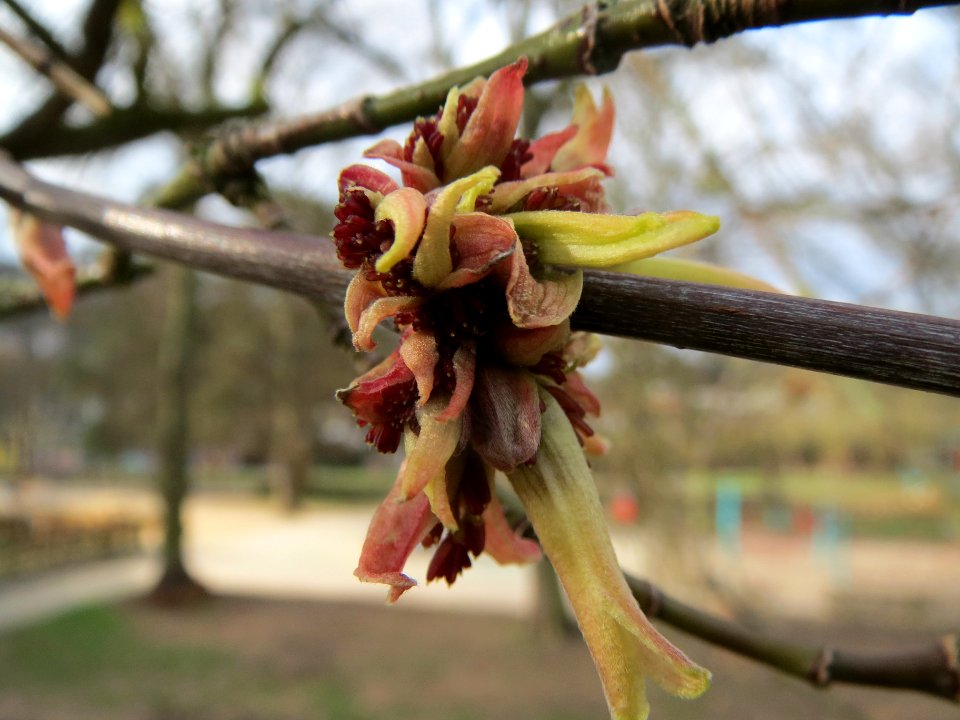 20140225Acer_negundo4