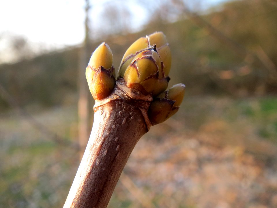 20140308Acer_pseudoplatanus