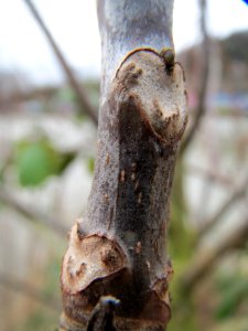 20140221Walnuss_Saarbruecken2