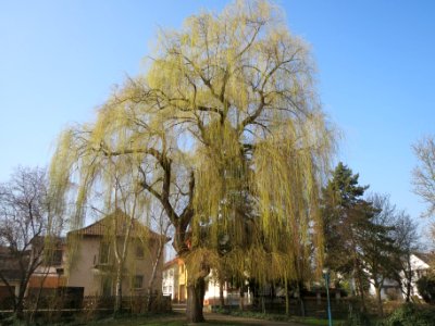 20140307Trauerweide_Ebertpark2