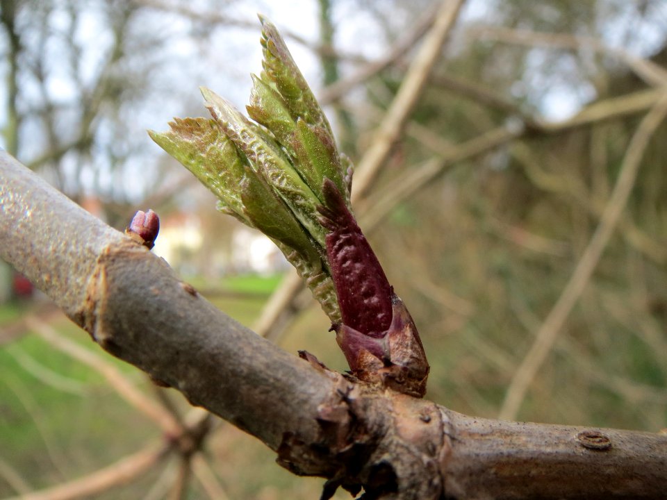 20140225Sambucus_nigra4
