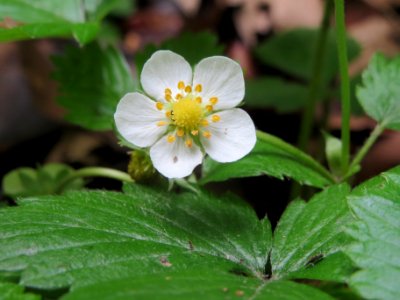 20140511Fragaria_vesca1