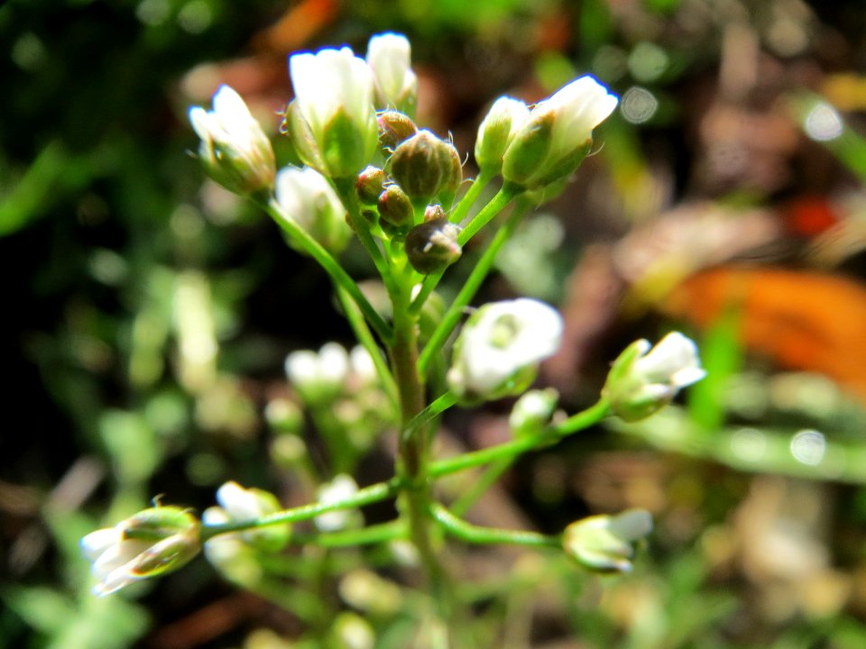 20140221Hirtentaeschel