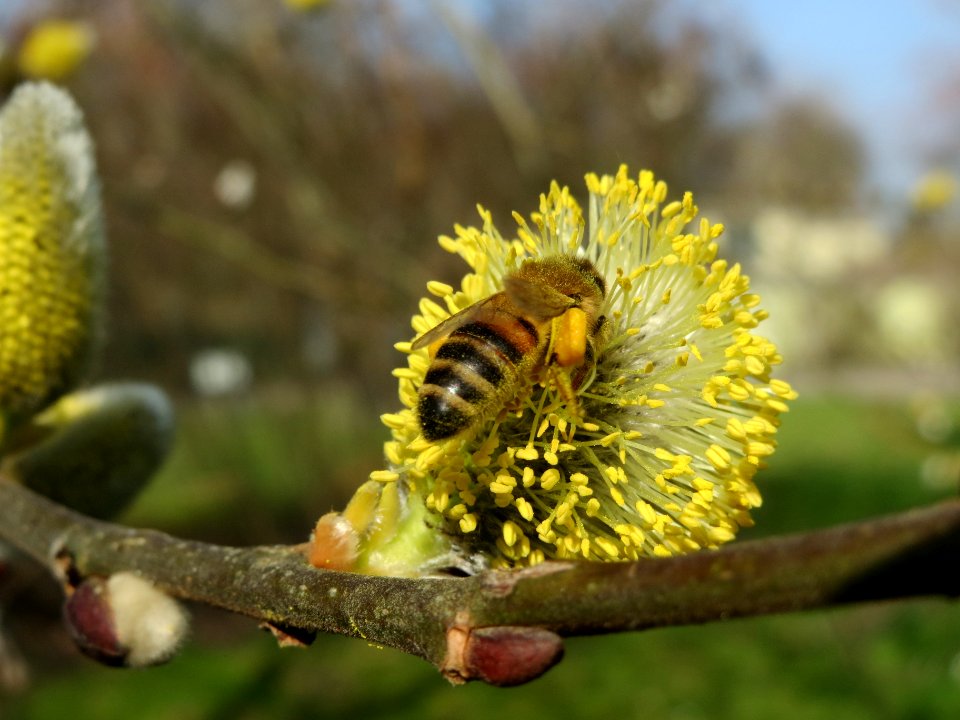 20140307Salix_caprea4