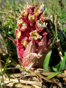 20140224Petasites_hybridus2